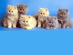 Gatti (106)